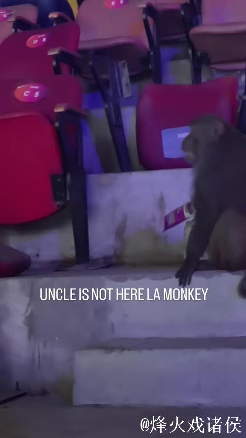 印度羽毛球公开赛：观众席惊现猴子闯入